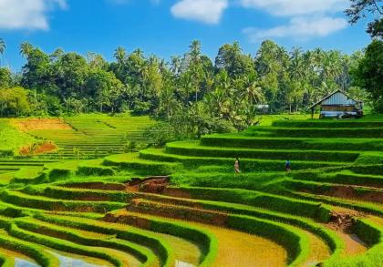 photo Sejuknya Udara di Belimbing rICE tERRACE