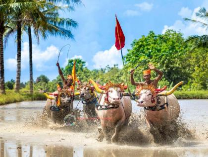 photo Mekepung Lampit di Desa Wisata Manistutu