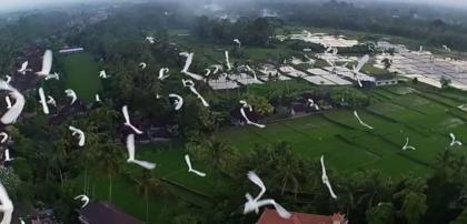 photo Burung Kokokan