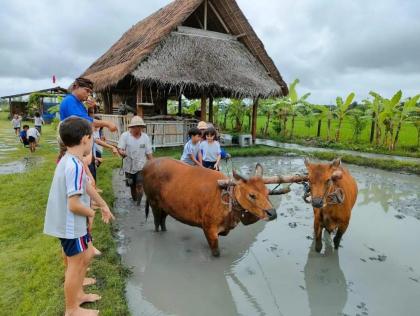 photo Kegiatan Matekap (Membajak Sawah) Tradisional Bali di Desa Wisata Kertalangu