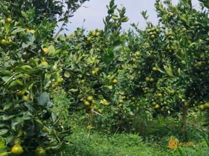 photo Kebun Jeruk di Desa Buahan