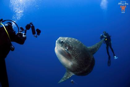 photo Belajar Diving di Dune Bali Atlantis Diving