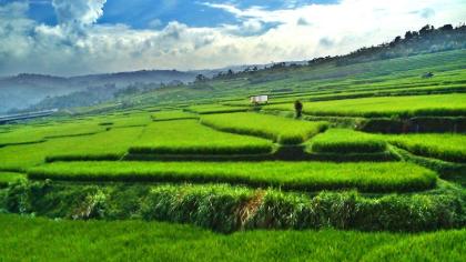 photo  Temukan Keajaiban Sawah Cemagi yang Menenangkan